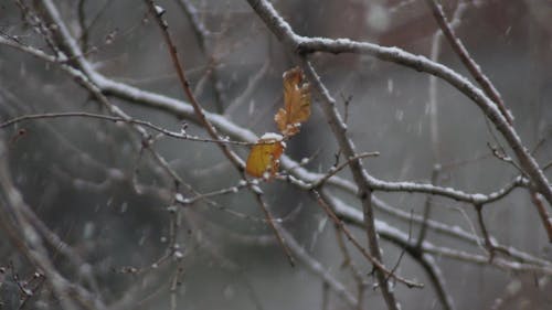 有关下雪, 冬季, 冰的免费素材视频