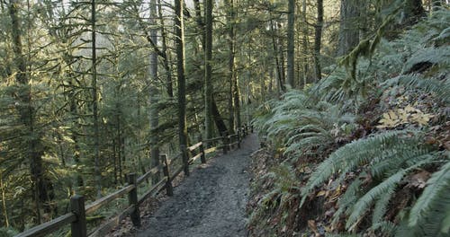 有关冒险, 天性, 小路的免费素材视频