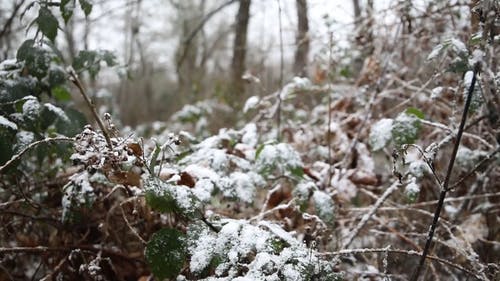 有关下雪, 冬季, 冷的免费素材视频