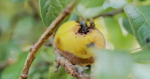 有关分公司, 成熟, 户外的免费素材视频