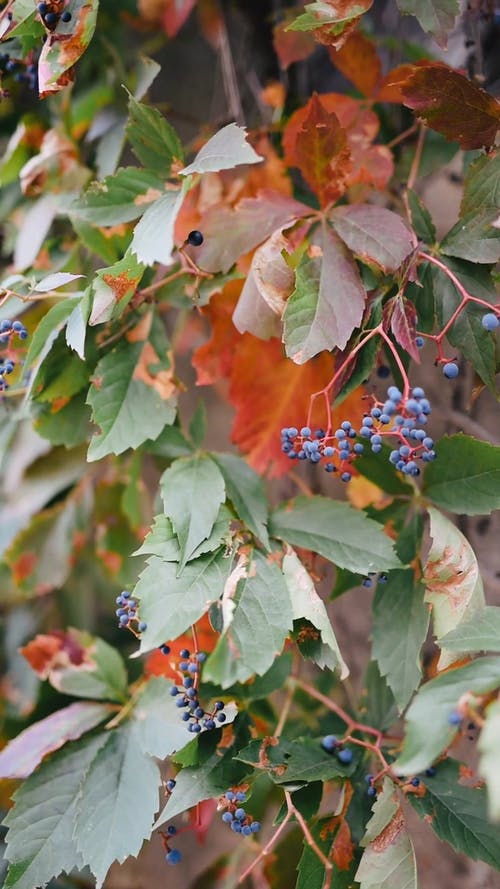 有关下落, 垂直视频, 天性的免费素材视频