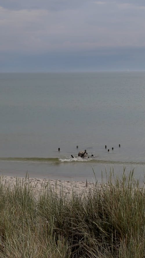 有关土地, 垂直视频, 天性的免费素材视频
