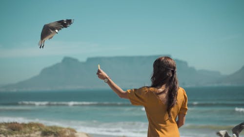 有关birds_flying, 人, 天空的免费素材视频