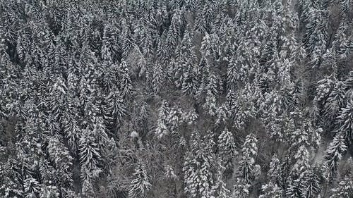 有关下雪的天气, 冬季, 大雪覆盖的免费素材视频