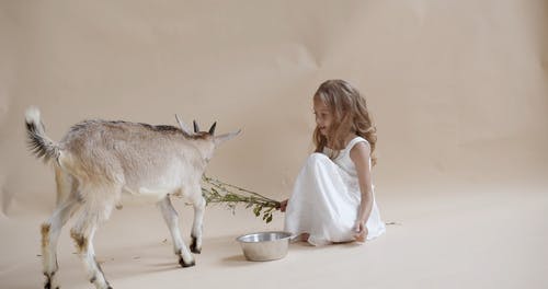 有关儿童, 动物, 哺乳动物的免费素材视频