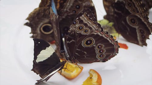 有关吃, 昆虫, 昆虫学的免费素材视频