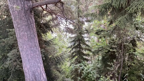 有关天性, 户外, 松树的免费素材视频