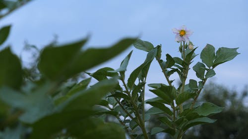 有关充满活力, 增长, 多风的免费素材视频