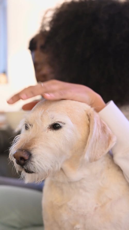 有关动物, 垂直视频, 女人的免费素材视频