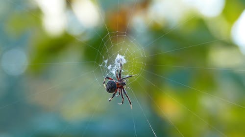 有关orb, Web, 令人不寒而栗的的免费素材视频