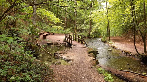 有关人行天桥, 天性, 林地的免费素材视频