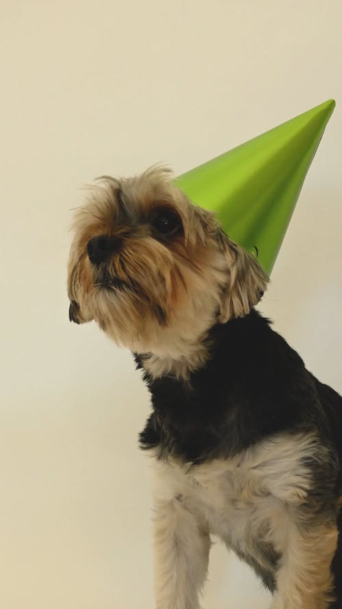 有关可爱, 圆锥形帽子, 垂直视频的免费素材视频