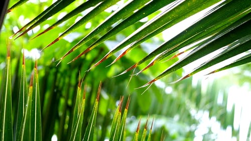 有关下雨, 多雨的, 棕榈树叶的免费素材视频