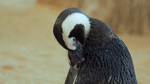 有关企鹅, 动物, 可爱的免费素材视频