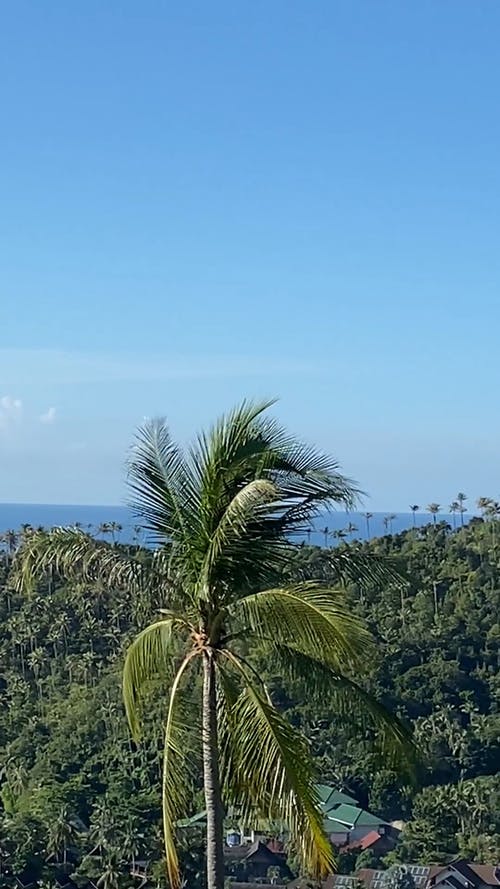 有关垂直视频, 多风, 天性的免费素材视频