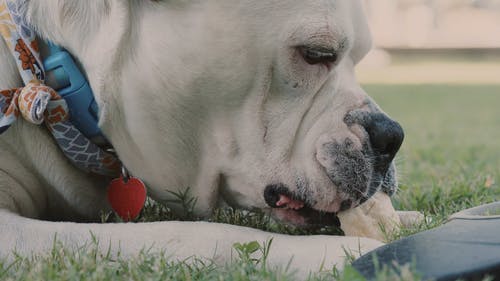 有关动物, 吃, 咀嚼的免费素材视频