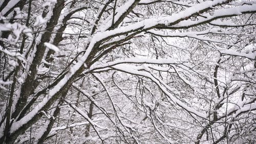 有关@户外, 下雪, 下雪的的免费素材视频