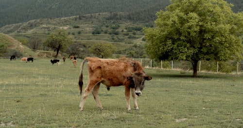 有关动物,华丽的,吃草的免费素材视频