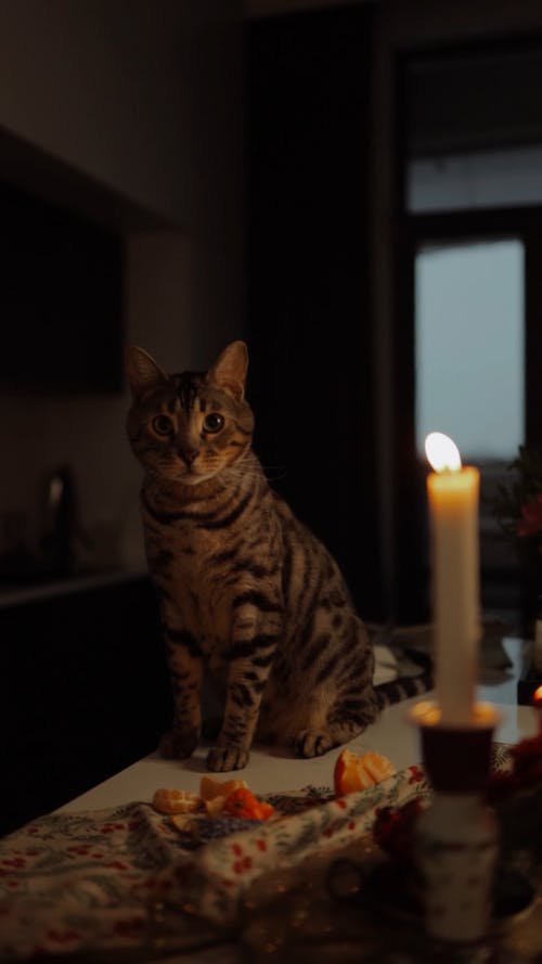 有关＃室内, 垂直视频, 表格的免费素材视频