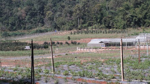 有关下田, 农业用地, 土的免费素材视频