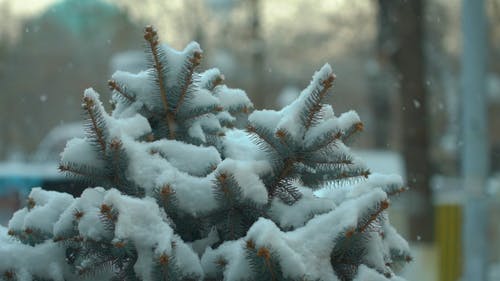 有关下雪, 冬季, 冬季景观的免费素材视频