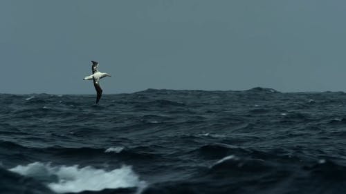 有关信天翁, 地平线, 天空的免费素材视频