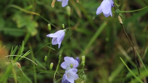 有关bellflowers, 增长, 户外的免费素材视频