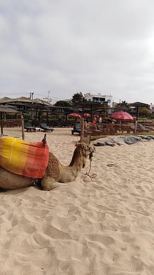 有关中东, 动物, 坐的免费素材视频