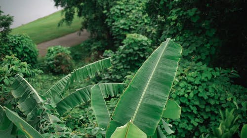 有关天性, 户外, 绿色的免费素材视频