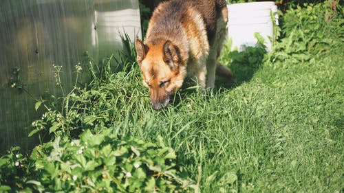有关动物的鼻子, 可爱, 可爱的的免费素材视频