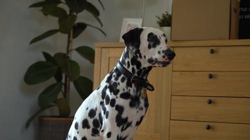 有关动物, 室内, 宠物的免费素材视频