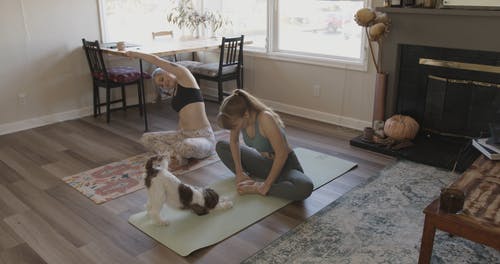 有关健康, 动物, 可爱的免费素材视频