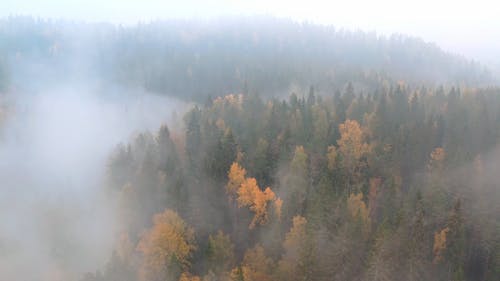 有关天性, 有雾, 森林的免费素材视频