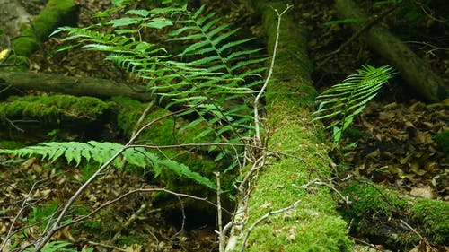 有关在地上, 天性, 户外的免费素材视频