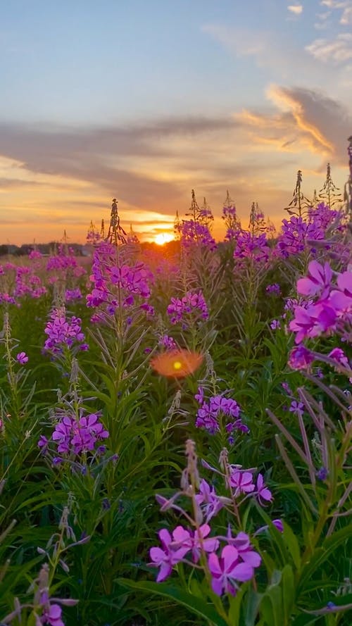 有关充满活力, 垂直视频, 增长的免费素材视频