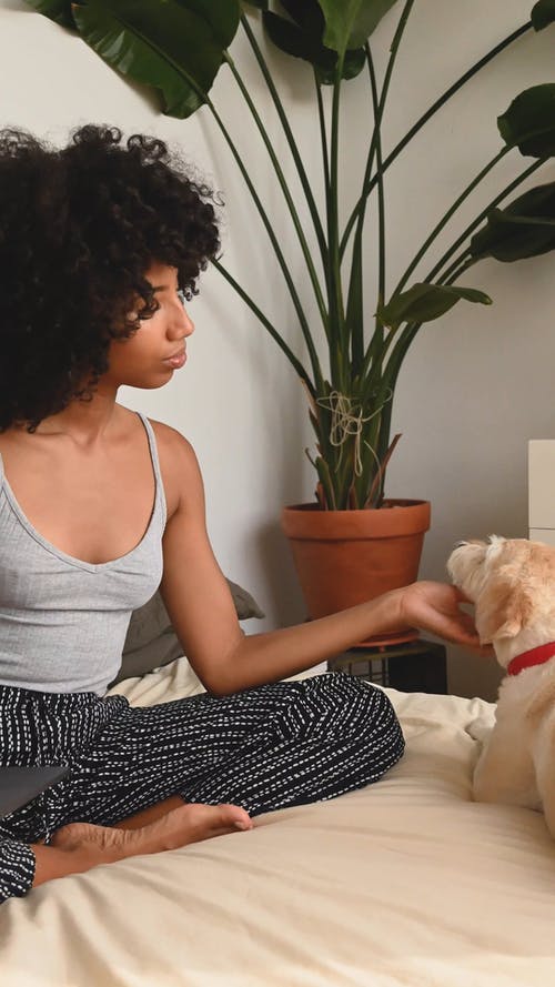 有关动物爱好者, 在家, 坐的免费素材视频
