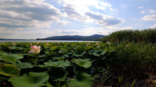 有关nelumbo nucifera, 和平的, 多云的天空的免费素材视频