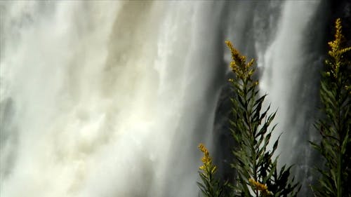 有关天性, 宏观, 工厂的免费素材视频