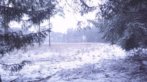 有关dwingelderveld, 下雪的, 冬季的免费素材视频