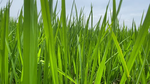 有关农业用地, 土地, 增长的免费素材视频