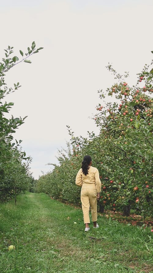 十几岁的女孩从树上摘苹果 · 免费素材视频
