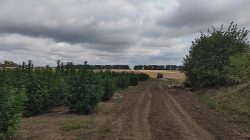 有关印度大麻, 夏天, 多云的天空的免费素材视频