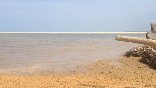 有关冷静, 分公司, 天性的免费素材视频