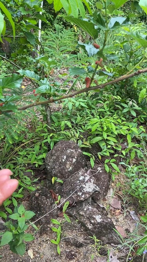 有关丛林水果, 丛林浆果, 亚洲的免费素材视频