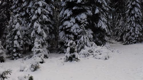 有关下雪的, 冬季, 冷冻的免费素材视频