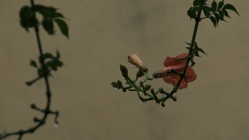 有关下雨, 天性, 工厂的免费素材视频