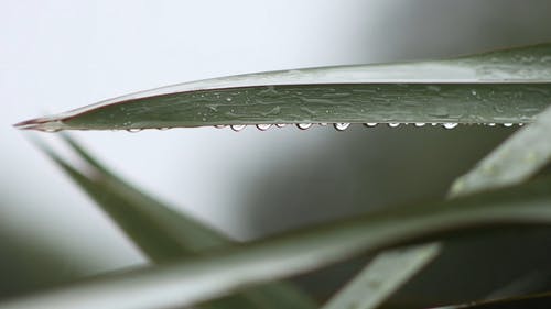 有关下雨, 下雨天, 宏观的免费素材视频