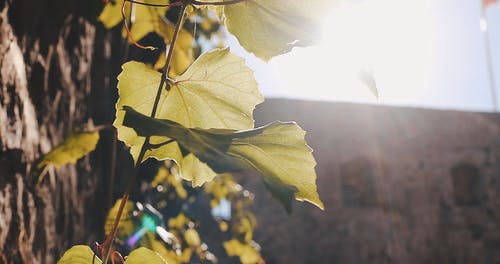 有关一缕阳光, 后院花园, 园林植物的免费素材视频