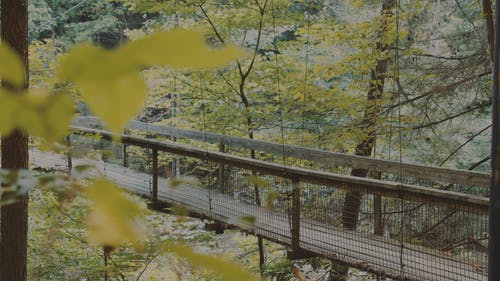 有关健康, 健身, 丛林的免费素材视频