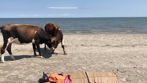 有关人, 动物, 哺乳动物的免费素材视频